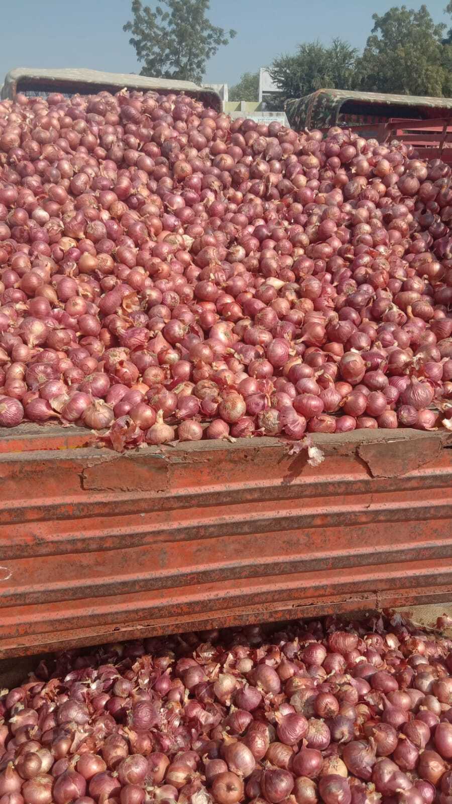 Onion Spice - Color: Red