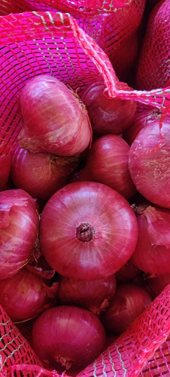 Onion Spice - Color: Red