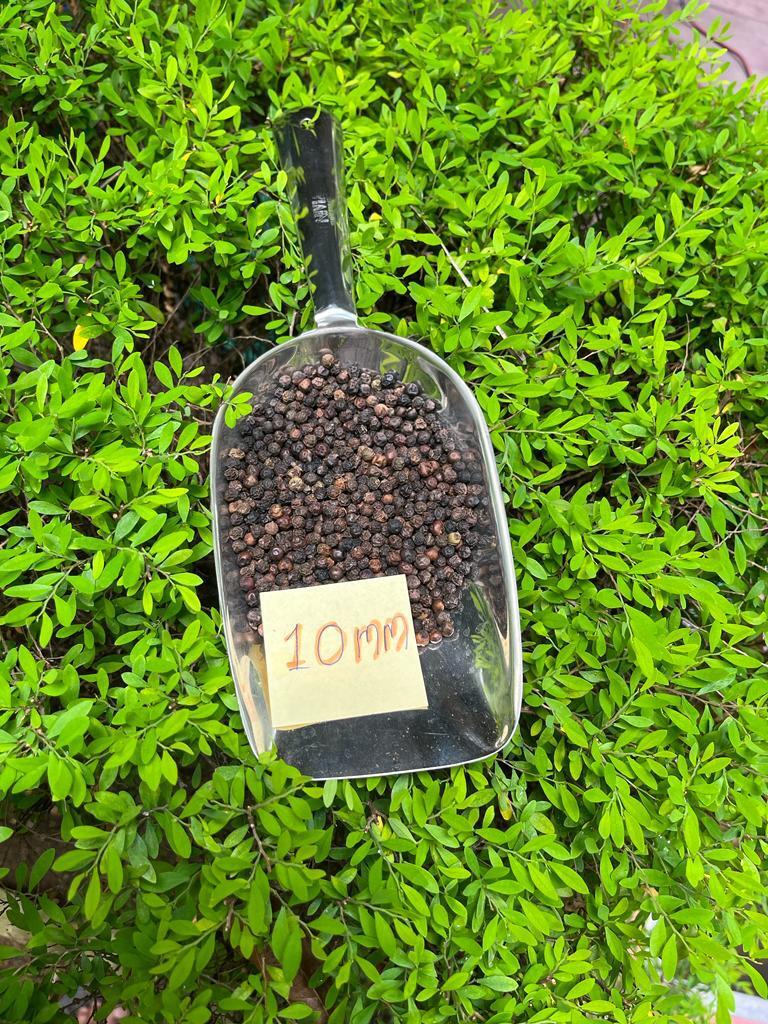 Malabar Black Pepper - 9mm+ & 10mm+ Raw Seeds | Food Grade, Black Color, Round Shape, 2-year Shelf Life, Store In Cool & Dry Place