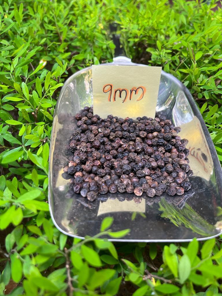 Malabar Black Pepper - 9mm+ & 10mm+ Raw Seeds | Food Grade, Black Color, Round Shape, 2-year Shelf Life, Store In Cool & Dry Place