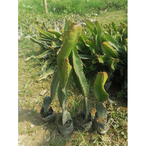 Dragon Fruit Plant - Green Variety | Lush Tropical Growth, Ideal for Home Gardening