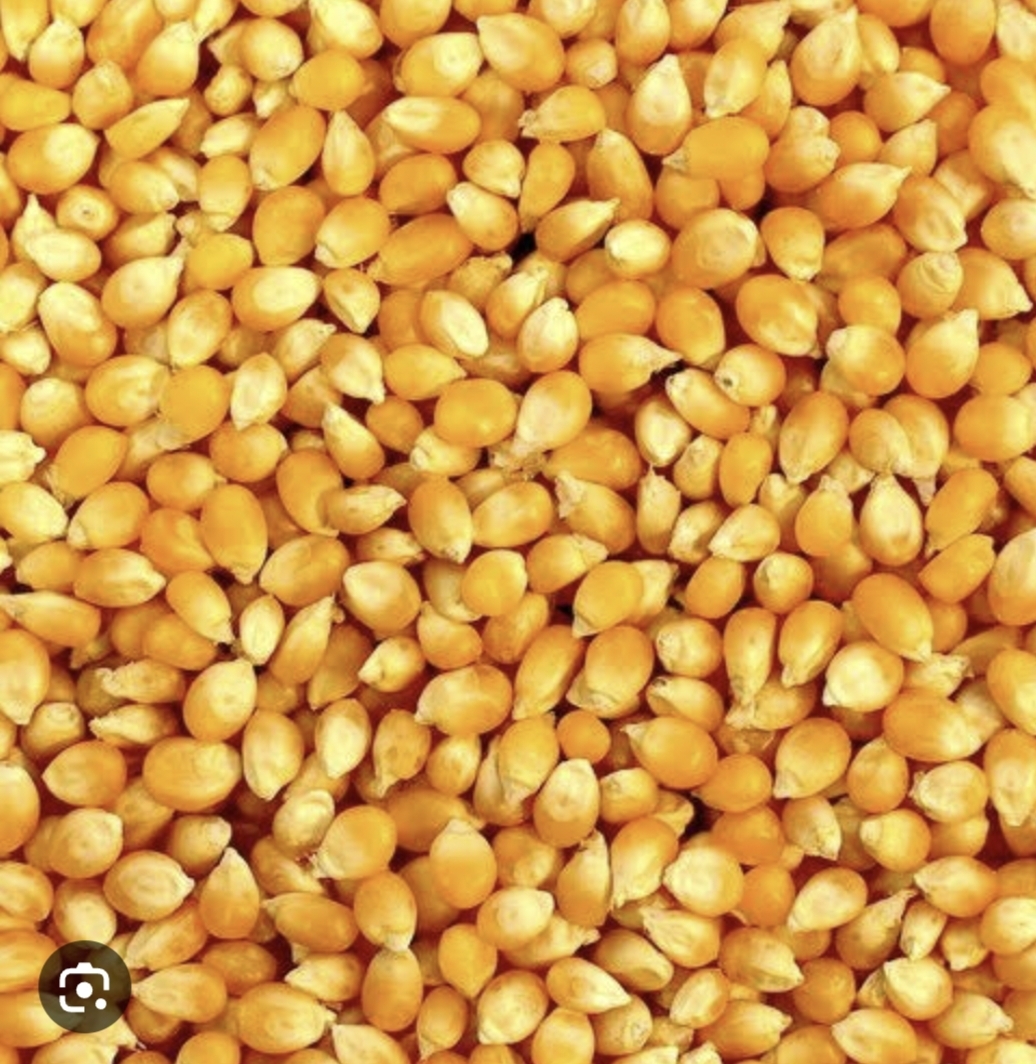 Maize Seed - High Purity, Yellow Dried Variety | Premium Quality Indian Crop