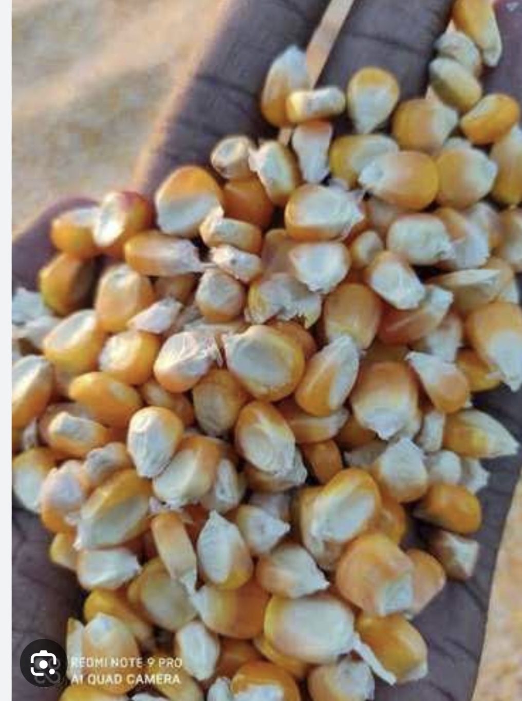 Maize Seed - High Purity, Yellow Dried Variety | Premium Quality Indian Crop