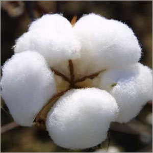 White Busted Cotton Balls
