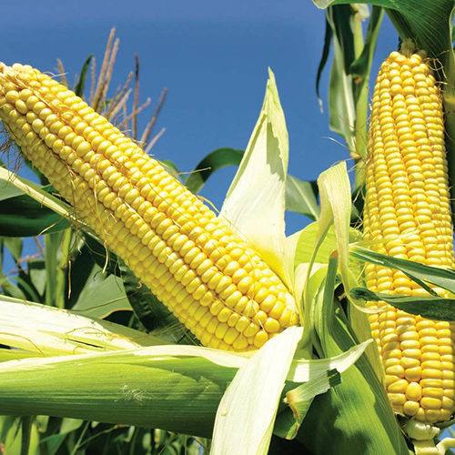Yellow Maize - Fresh Yellow Corn, Common Cultivation Type, Naturally Delicious