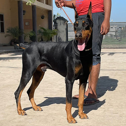 Doberman Adult Dog - Color: As Per Availability