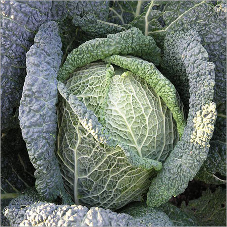 ताजा संरक्षित सब्जियाँ