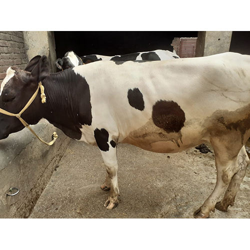 Hf Cow - Adult Black And White Dairy Breed | Premium Quality For High Dairy Production