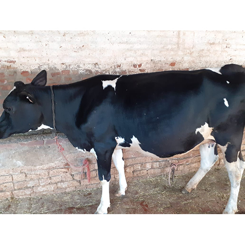 Hf Cow - Adult Black And White Dairy Breed | Premium Quality For High Dairy Production