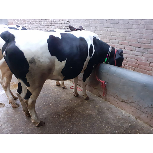 Hf Cow - Adult Black And White Dairy Breed | Premium Quality For High Dairy Production