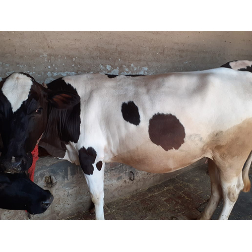 Hf Cow - Adult Black And White Dairy Breed | Premium Quality For High Dairy Production