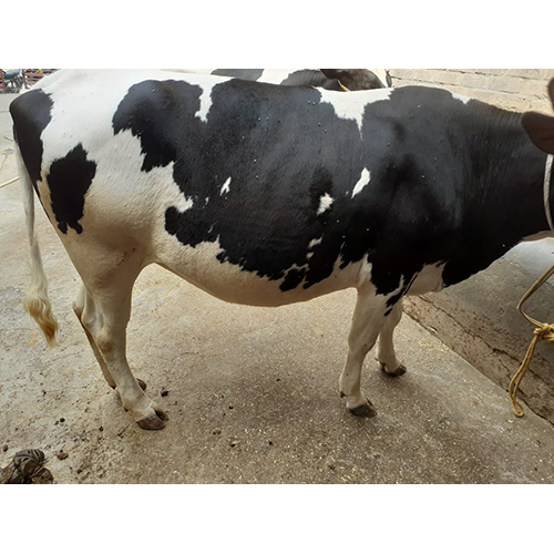 Hf Cow - Adult Black And White Dairy Breed | Premium Quality For High Dairy Production