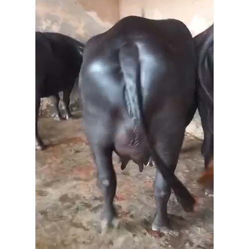 Murrah Buffalo - Breed: Hf