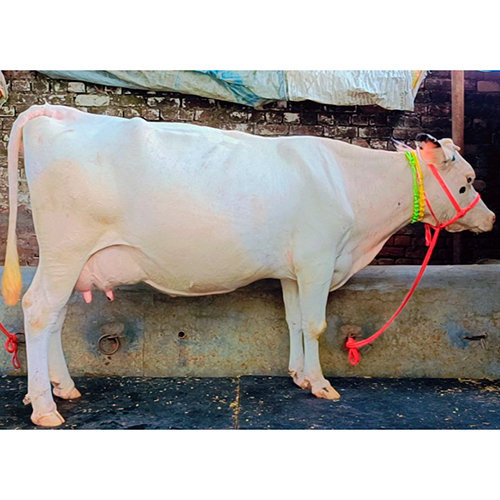 White Hf Cow - Color: As Per Availability