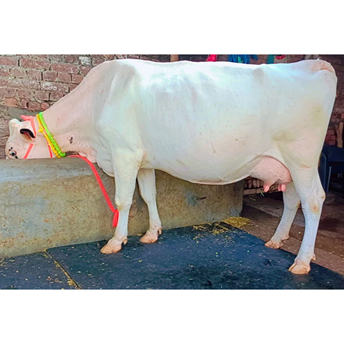 White Hf Cow - Color: As Per Availability