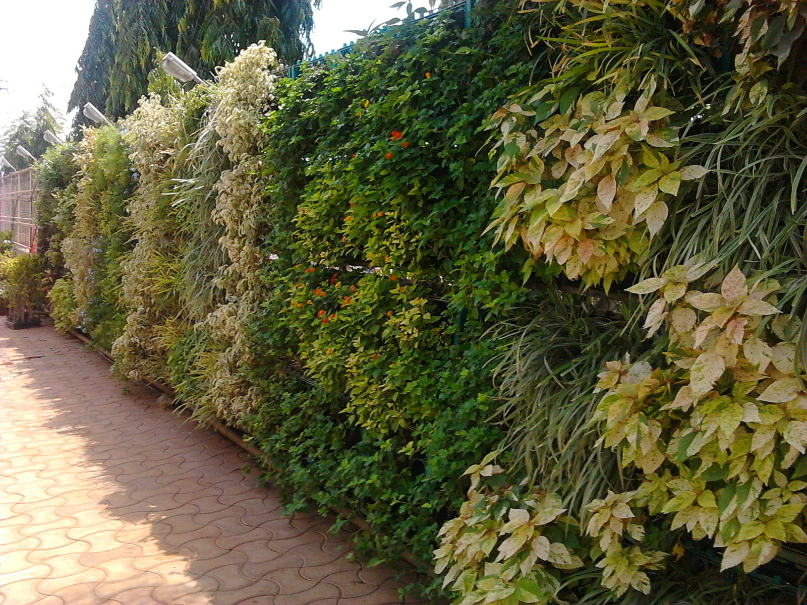 Vertical Garden - Color: Green And Mixed