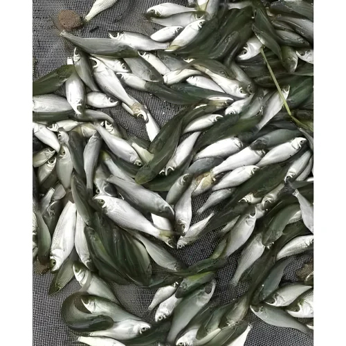 अच्छी गुणवत्ता वाले रोहू फिश सीड्स
