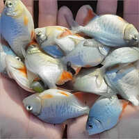 अच्छी गुणवत्ता वाला रूपचंदा फिश सीड