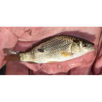 अच्छी गुणवत्ता वाला बिग हेड कार्प फिश सीड