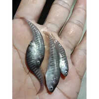 अच्छी गुणवत्ता वाली चीतल फिश सीड