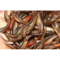 अच्छी गुणवत्ता वाली मुर्रेल फिश सीड