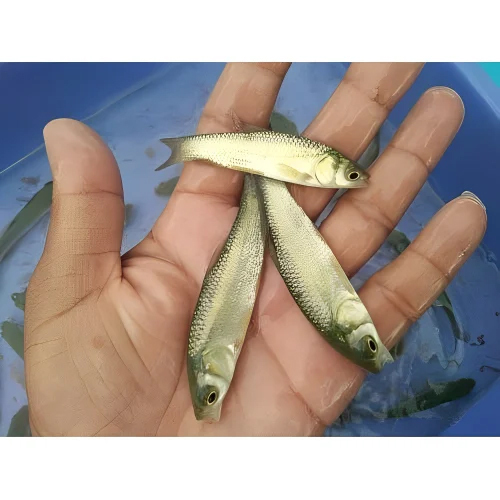 Grass Carp Fish Seed - 20 Hours Shelf Life, White Color for Aquaculture, Good Quality Herbivorous Seedlings for Sustainable Fish Farming