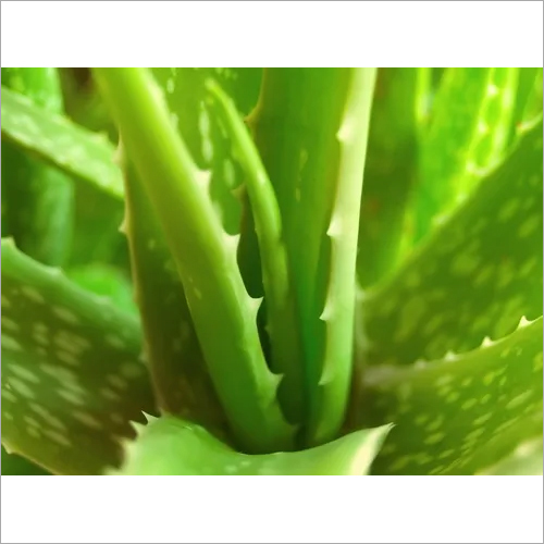 एलो वेरा जेल