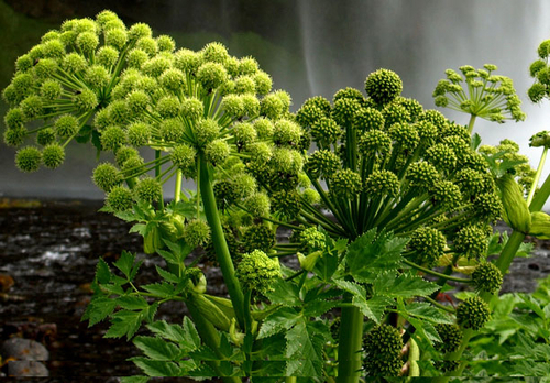Angelica Root Essential Oil - Feature: Fragrance Compound