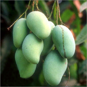आम