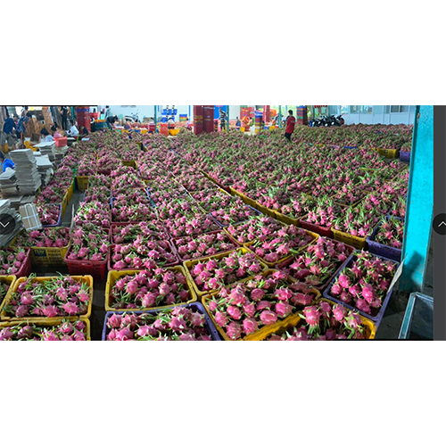 Common Dragon Fruit