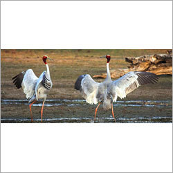 फोटोग्राफिक सफारी इंडिया