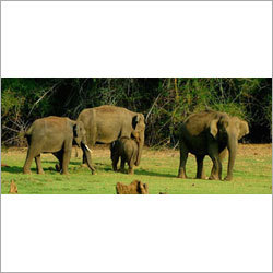 दक्षिण भारत वन्यजीव यात्रा