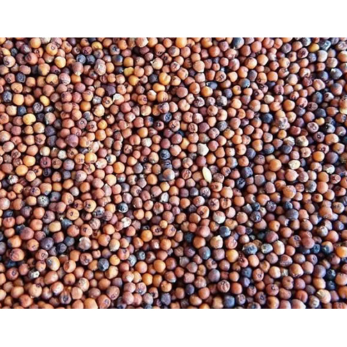 Ragi Millet - Granular Form, Light Yellow Color | Gluten-Free Grain Rich in Fiber and Protein, Freshly Packaged for Optimal Taste