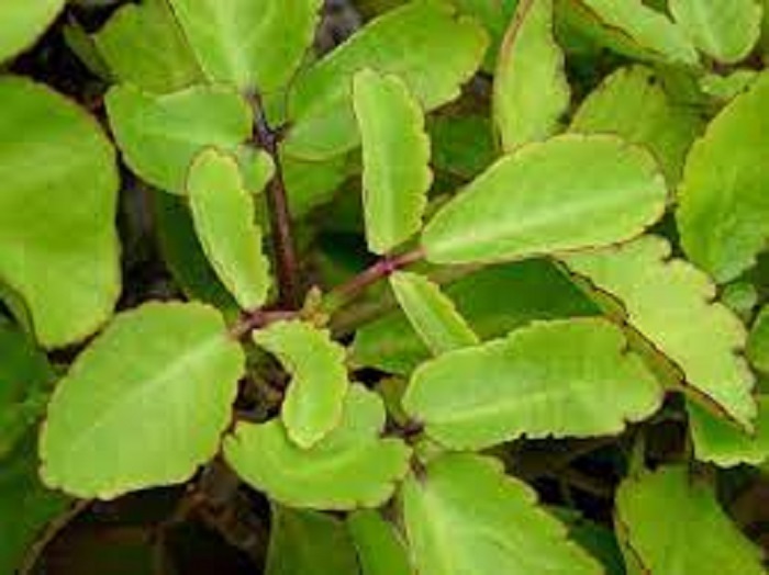 Patharchatta Powder - Grade: 2