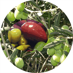 ताज़ी संरक्षित सब्जियाँ चुकंदर