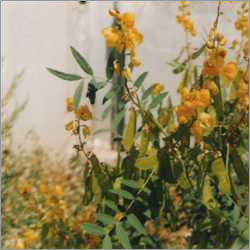 कैल्शियम सेनोसाइड्स