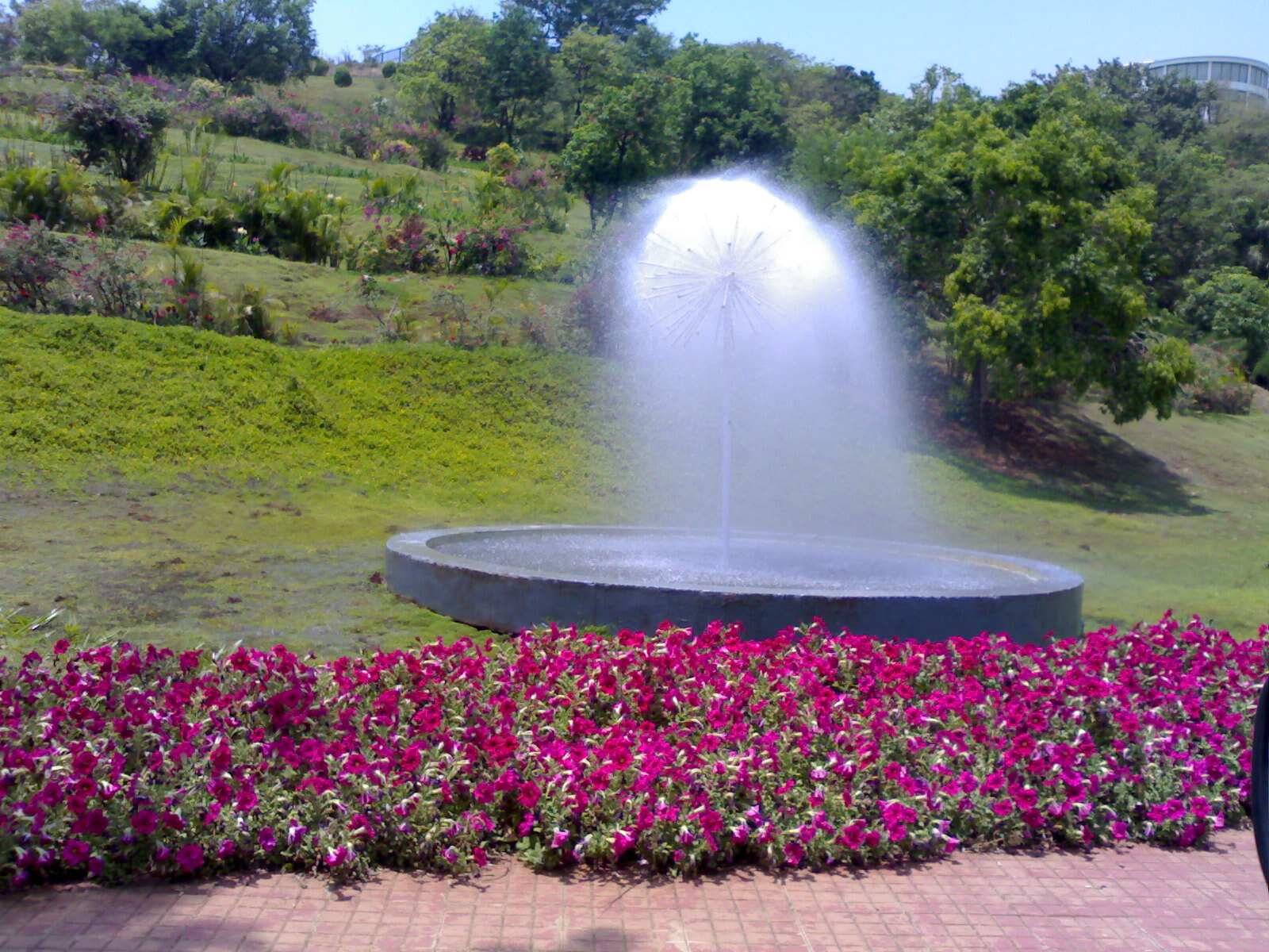 Any Color Peacock Water Fountain