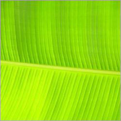 केला का पत्ता