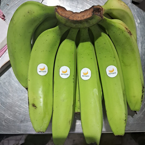 Green Banana - Organic Non-Peeled | Non Glutinous, Normal Taste, From India
