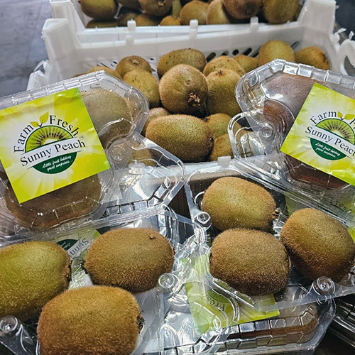 Fresh Kiwi - Cultivation Type: Organic