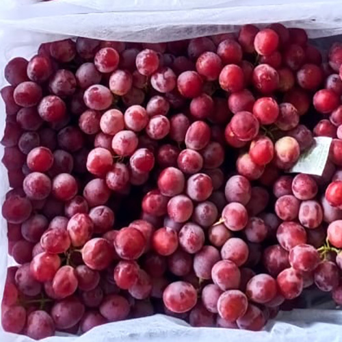 Red Grapes - Cultivation Type: Organic