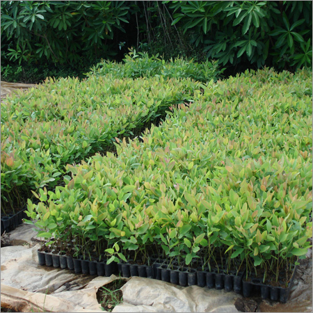 क्लोनल यूकेलिप्टस प्लांटेशन