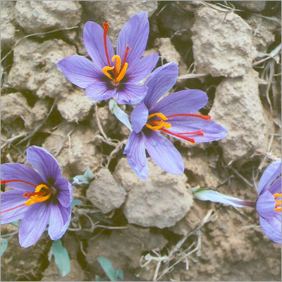 सुगंधित केसर
