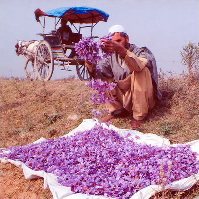 कश्मीरी केसर
