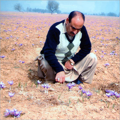 सैफ्रन के खेत