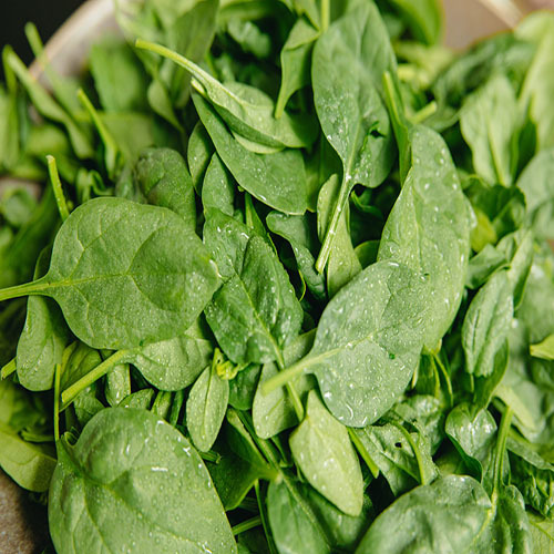 Fresh Spinach