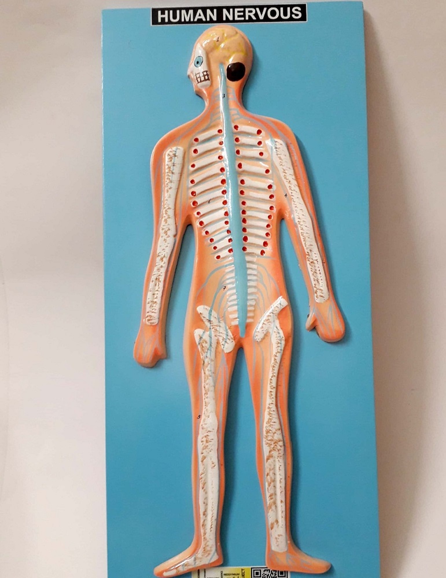 Human Nervous System Model - Fiberglass Material Hand Painted Finish | Engaging Visual Aid For Schools Laboratories And Research