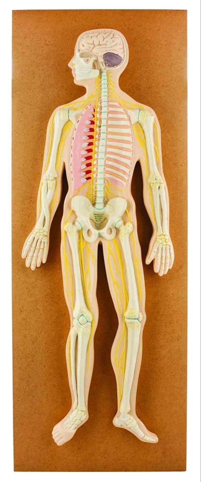 Human Nervous System Model - Fiberglass Material Hand Painted Finish | Engaging Visual Aid For Schools Laboratories And Research