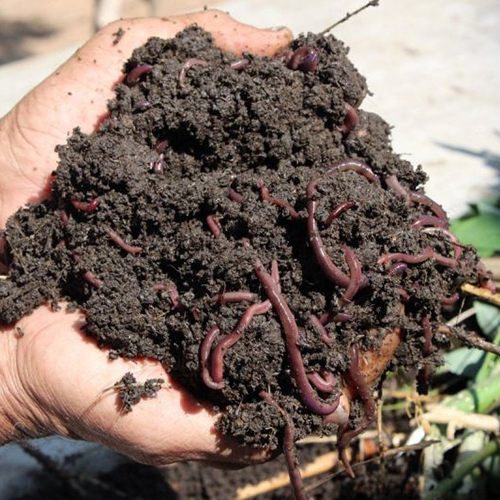 Organic Earthworm Granular