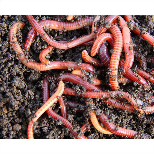 Live Earthworm Vermicompost Application: Organic Fertilizer